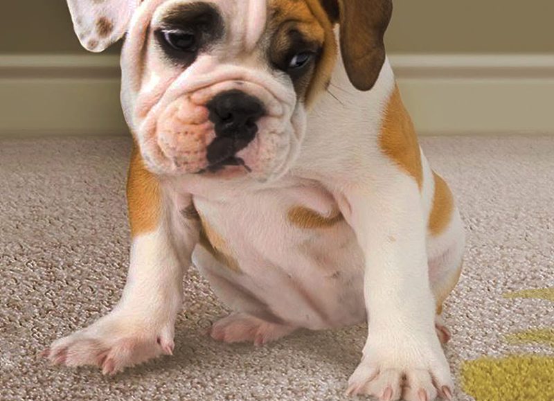 Bulldog puppy sitting next to a stain on the carpet